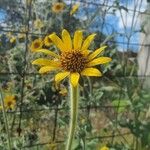 Tithonia tubaeformis Blüte