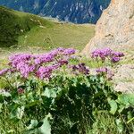 Adenostyles alpina Fula