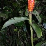 Costus lima Flower