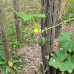 Melothria scabra Fruit