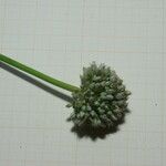 Allium baeticum