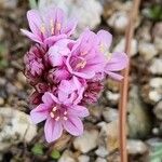 Armeria multiceps Fleur