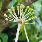 Fatsia japonica Blomma