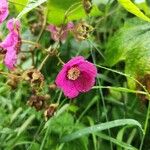 Rubus odoratusফুল