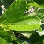 Bignonia magnifica Leaf