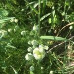 Allium canadense Fruit