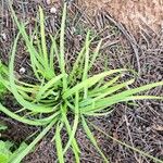 Nothoscordum gracile Leaf