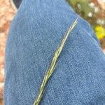 Festuca myuros Floare
