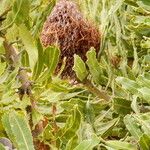 Banksia menziesii