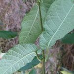 Mandevilla hirsuta List