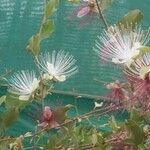 Capparis zeylanica Blüte