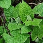 Salvia glutinosa Blatt