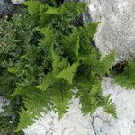 Dryopteris villarii Hàbitat