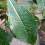 Fuchsia paniculata Leaf