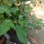 Solanum americanum 形态