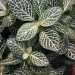 Fittonia albivenis Folla