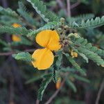 Aeschynomene elaphroxylon फूल