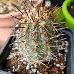 Copiapoa calderanaLapas