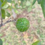 Guazuma ulmifolia 果實