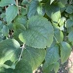 Philadelphus pubescens Hoja