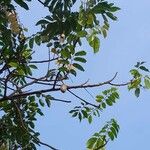 Dacryodes edulis Fruit