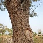 Parkia biglobosa Bark