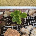 Aeonium decorum Feuille