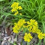 Barbarea vulgaris Flower