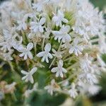 Valeriana lecoqii Flower