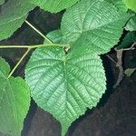 Tilia platyphyllos 葉