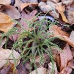 Lycopodium dendroideum Foglia