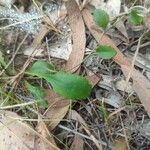 Goodenia hederacea Yaprak