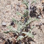 Chaenactis glabriuscula Hábito