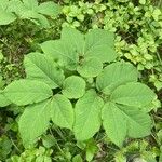 Aralia nudicaulisपत्ता