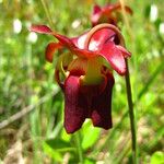 Sarracenia rubra Virág