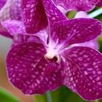 Vanda coerulescens Flor