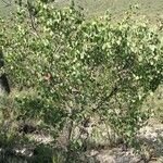 Bauhinia lunarioides Хабит