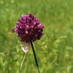 Allium rotundumBlomst