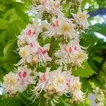 Aesculus hippocastanum Flor
