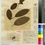 Rousseauxia madagascariensis Otro
