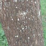 × Chitalpa tashkentensis Rusca