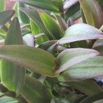 Epidendrum ibaguense List