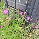 Epilobium hirsutum Floare