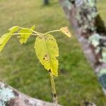 Handroanthus heptaphyllus Folha