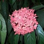 Ixora chinensis 花