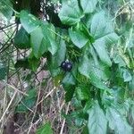 Passiflora suberosa Fruto