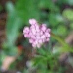 Mutellina purpurea Flower