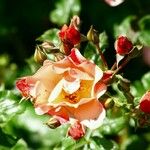 Rosa ferruginea Bloem