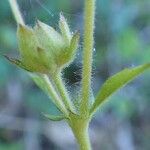 Drymocallis rupestris Fruit