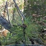 Pinus sylvestrisBlad